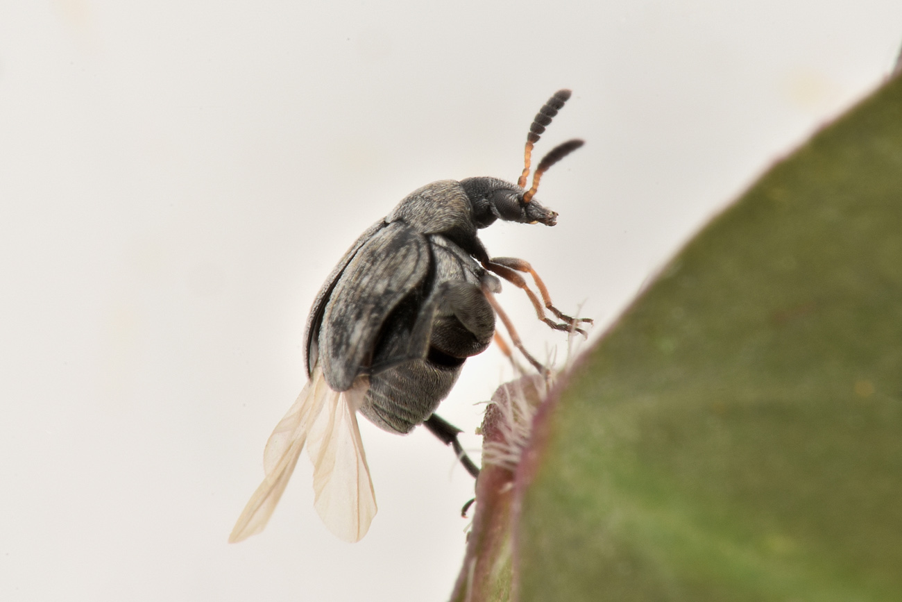 Chrysomelidae Bruchinae: Bruchidius mulsanti